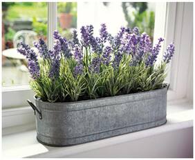 Herb Seeds Home Depot - Lavender Lavandula Officinalis Garden Flower Plant Seeds Kitchen Garden Pack by Creative Farmer