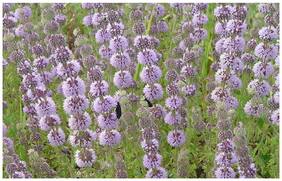 Herb Yielding Seeds - Pudding Grass Kitchen Garden Pack by Creative Farmer