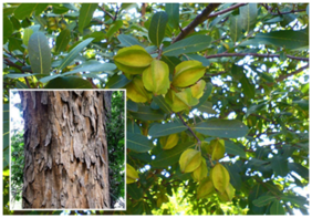 Herbal Plant Shade Tree Arjuna Seeds Tree Seeds Tree Seeds Garden Pack By Creative Farmer