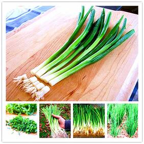 Herbal Plant Seeds - Sweet And Garlicky - Garlic Chives Kitchen Garden Pack by Creative Farmer