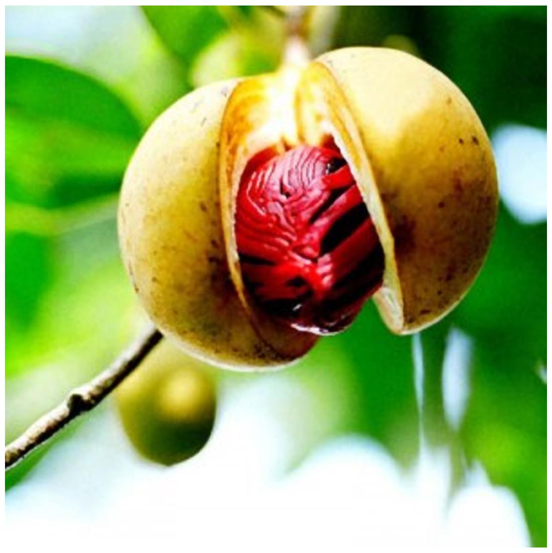 Nutmeg Fruit