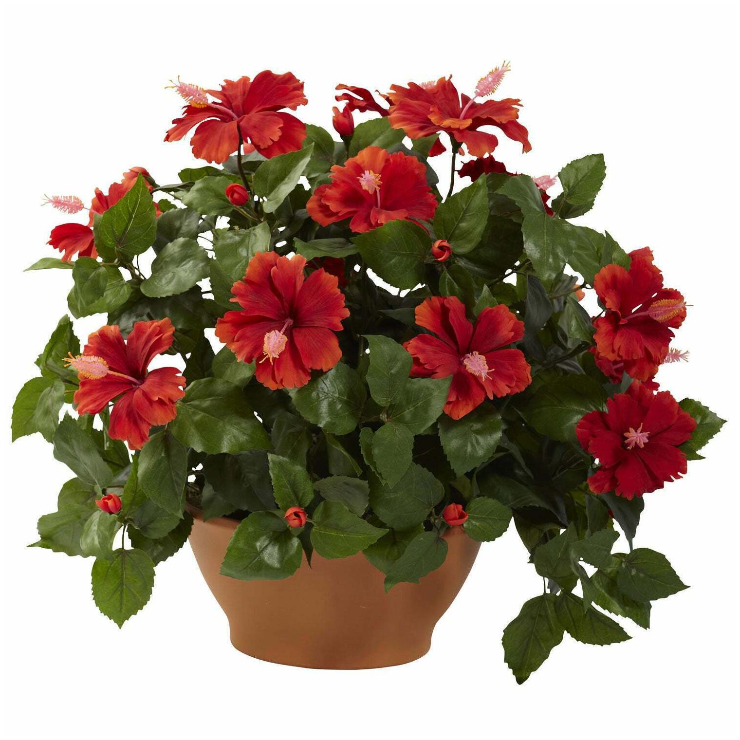 

Hibiscus with Clay Planter - Green Red Green Red
