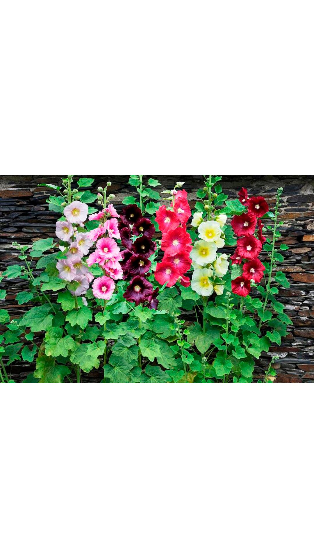 https://assetscdn1.paytm.com/images/catalog/product/H/HO/HOMHOLLYHOCK-MURDRO688555669B7540/1..jpg