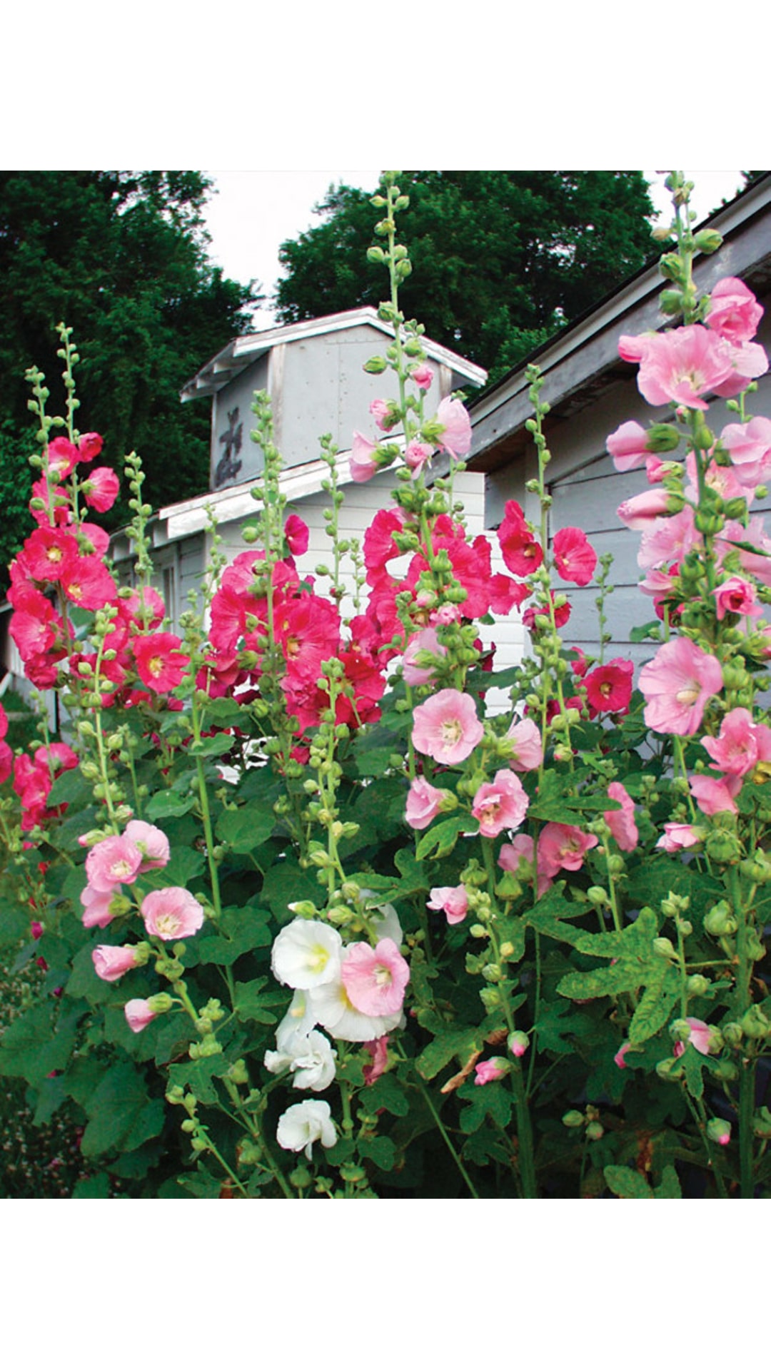 Buy Hollyhock MultiColour Flowers Magnif Flowers Seeds Pack of 40