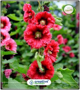 Hollyhocks Powderpuff Double Mixed Plant Seeds Winter Perfect Home Garden Plant Seeds