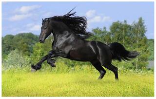 Horse Poster - horse posters - running horse poster - horse wall poster - horse poster for room