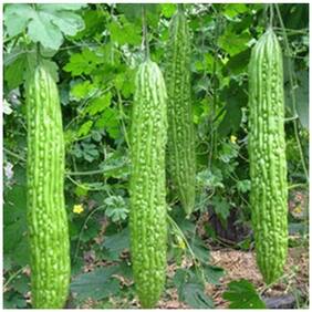Hybrid Bittergourd Seeds - White Long For Planting-20 Seeds by Creative Farmer