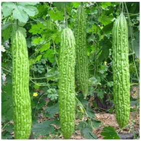 Hybrid Bittergourd Seeds - White Long - Vegetable Seeds For Winter Kitchen : Kitchen Garden Pack by Creative Farmer