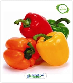 Hybrid Yellow Capsicum Seeds Ornamental Plant Seeds Perfect Home Garden Plant Seeds