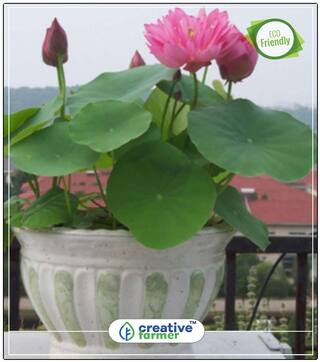 Hydroponic Plants Aquatic Plants Lotus Flower Seeds Kitchen Garden Seeds Perfect Home Garden Plant Seeds