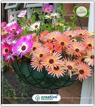 Ice Plant Kitchen Garden Seeds Perfect Home Garden Plant Seeds