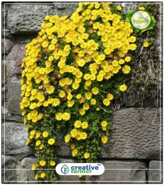 Ice Plant Yellow Showy Plants Seeds Perfect Home Garden Plant Seeds