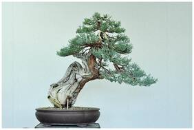 Imported Bonsai Seeds Incense Cedar Bonsai Seeds (Pack Of 5) For Home Garden-by Creative Farmer