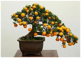Imported Bonsai Seeds Orange Bonsai Bonsai Seeds (Pack Of 5) Mported Seeds Good Growing Indian Climate Seeds-by Creative Farmer