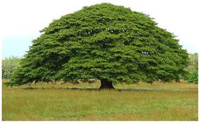 Imported Bonsai Seeds Conacaste Bonsai Tree Seeds For Home Garden-By Creative Farmer