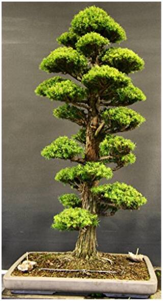 Imported Cryptomaria Japonica Bonsai Seeds -By Creative Farmer