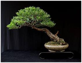 Imported Eucalyptus Bonsai Seeds -By Creative Farmer
