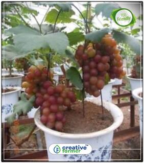 Imported Green Grapes Sweet And Delicious Fruit Seeds Pack Fruit Bonsai Seeds Perfect Home Garden Plant Seeds