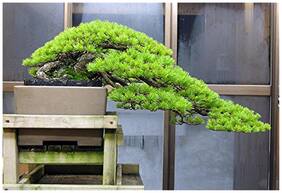 Imported Hoop Pine Bonsai Seeds -By Creative Farmer