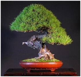 Imported Japanese Red Pine Bonsai Seeds -By Creative Farmer