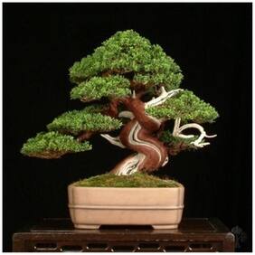 Imported Juniper (Juniperus Chinensis)  Bonsai Seeds -By Creative Farmer