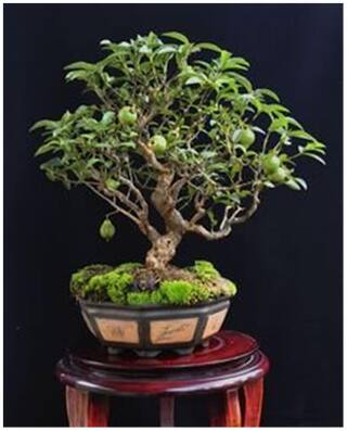 Imported Lemon Gauva Bonsai Seeds -By Creative Farmer