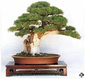 Imported Platycladus Bonsai Seeds -By Creative Farmer