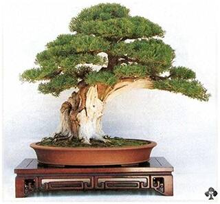 Imported Platycladus Bonsai Seeds -By Creative Farmer