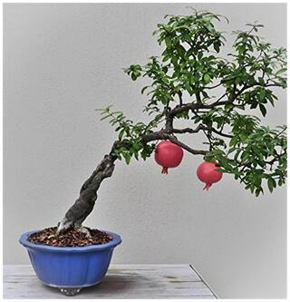 Imported Pomegranate Bonsai Seeds -By Creative Farmer