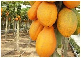 Imported Thailand Sweet Papaya Seeds - Good Growing Papaya Fruit Plant Seeds For Home Garden Fruit Seeds Garden Pack By Creative Farmer