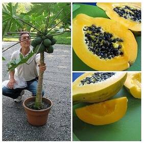 Imported Thailand Sweet Papaya Seeds - Good Growing Papaya Fruit Plant Seeds For Home Garden Bonsai Suitable Fruit Seeds Garden Pack By Creative Farmer