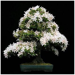 Imported Water Jasmine Bonsai Seeds -By Creative Farmer