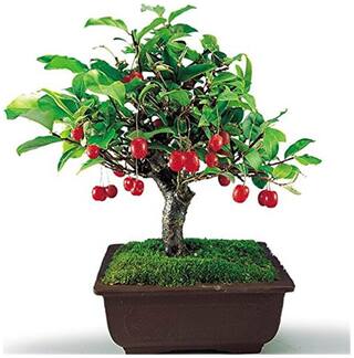 Imported Zyzyphus Jujuba Bonsai Seeds -By Creative Farmer