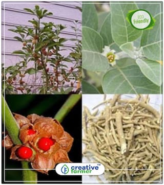 Indian Ginseng Withania Somnifera Ashwagandha Seeds Herb Seeds For Kitchen Garden Perfect Home Garden Plant Seeds