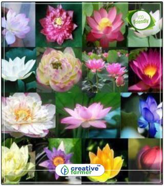 Indian Lotus Pink Flower - Nelumbo Nucifera - Kamal/Sacred Water Lily Flower Seeds Rainy Season Perfect Home Garden Plant Seeds