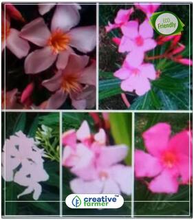Indian Oleander Flowering Seeds For Summer Perfect Home Garden Plant Seeds