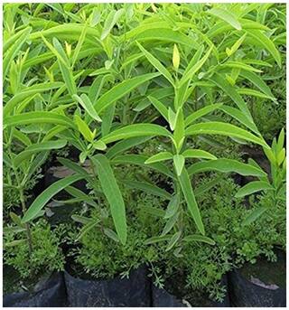 Indian Sandalwood Santalum Album Tree - 20 Seeds by Creative Farmer