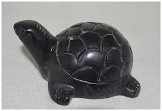 Indo Marble Tortoise in Black Colour