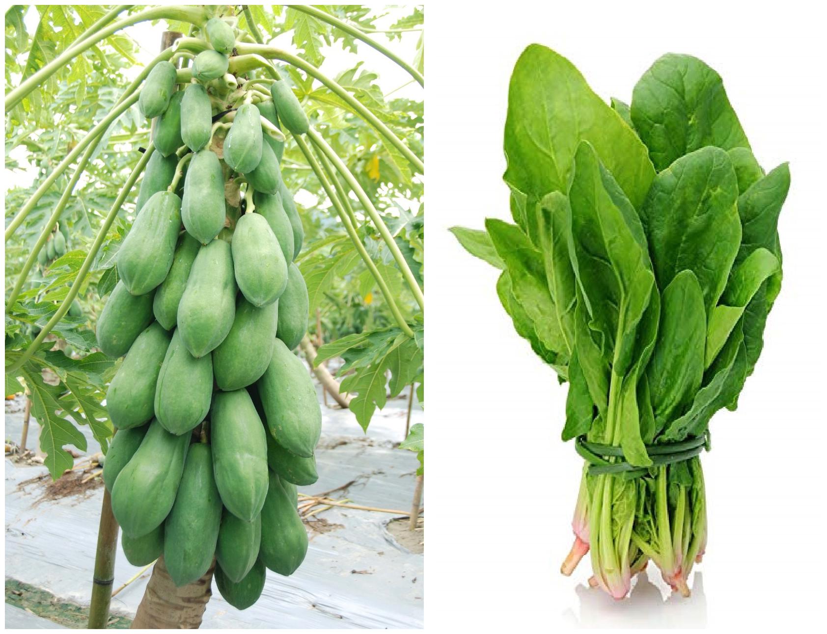 Green Leaf/® Dwarf Papaya Seeds ~ TR Hovey ~ Carica L Caricaceae ~ Miniature Tree ~ 20 Seeds