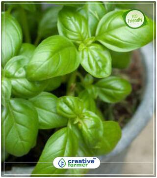 Italian Large Leaf Basil Flower Herb Seeds Pack Of 50 Seeds Herb Seeds For Garden Perfect Home Garden Plant Seeds