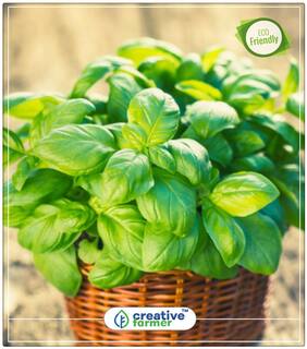 Italian - Sweet Basil Pack Of 50 Seeds Herb Seeds For Kitchen Garden Perfect Home Garden Plant Seeds