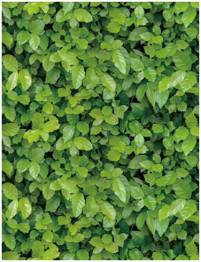 JAAMSO ROYALS 3D Green grass wallpaper self-adhesive, peel & stick ( 45 CM x 800 CM ) Pack of 1