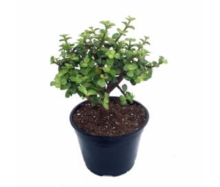 Jade Plant Crula Ovata Online At Low Prices In India Jade Plant Crula Ovata