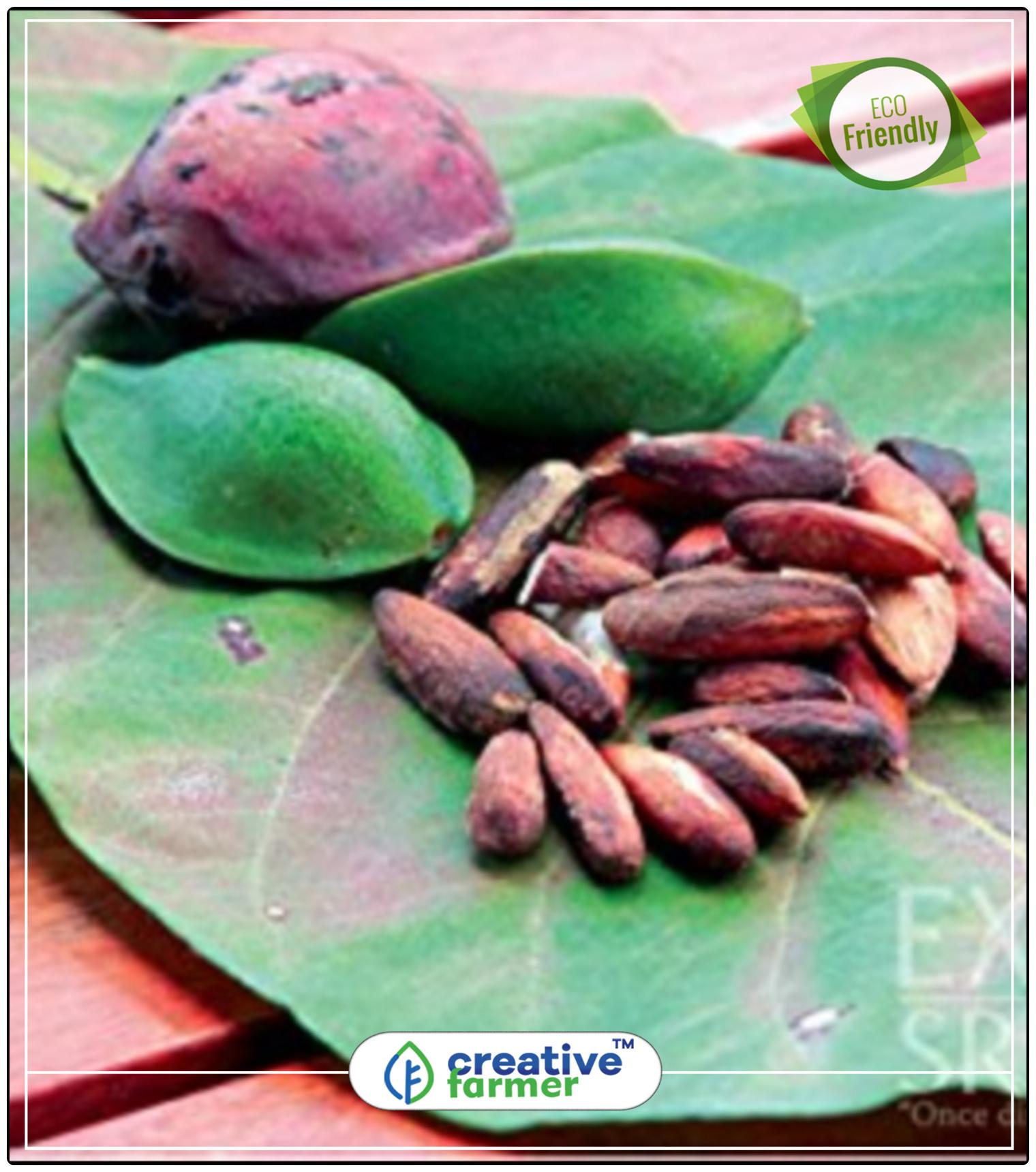 https://assetscdn1.paytm.com/images/catalog/product/H/HO/HOMJANGLI-BADAMCREA887479E26C152/1563112750520_0..jpg