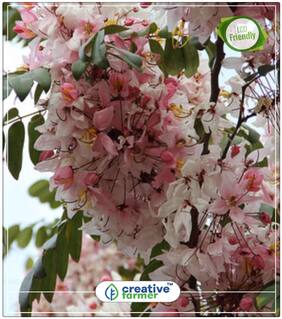 Java-Ki-Rani Ornamental Flowering Plant Seeds Perfect Home Garden Plant Seeds