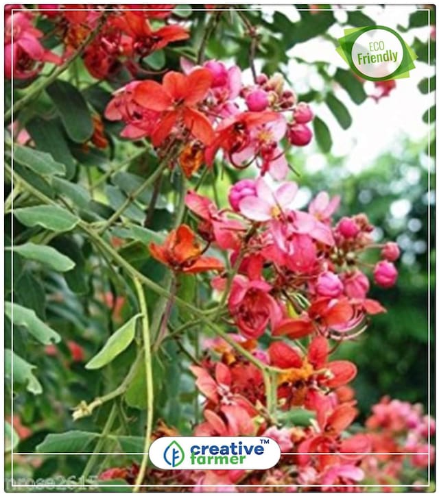 Java Rani Flowering Tree Ornamental Tree Perfect Home Garden Plant Seeds