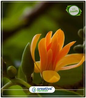 Joy Perfume Tree Flowering Fragnant Tree Flowering Trees Perfect Home Garden Plant Seeds
