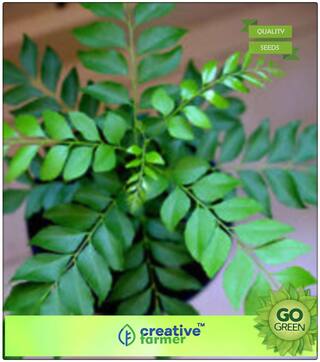 Kadi Patta - Curry Leaf Seeds Seeds For Kitchen Plant Seeds For Garden Pack Premium Kitchen Garden Plant Seeds