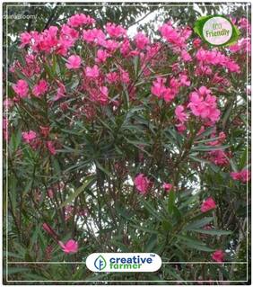 Kaner/Oleander - Large Glabrous;Evergreen;Woody Shrub Flowering Tree Seeds Perfect Home Garden Plant Seeds