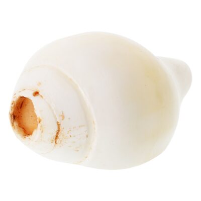 

Kesar Zems Stone Blowing Shankh (9 cm x 5 5 cm x 4 5 cm White)